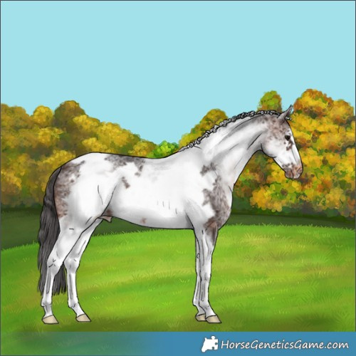 Horse Color:White Spotted Brown Tobiano Frame Appaloosa 