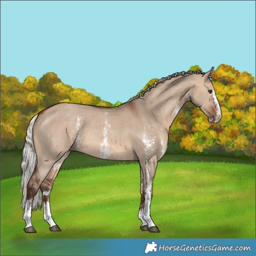 Horse Color:Silver Brown Dun Sabino 
