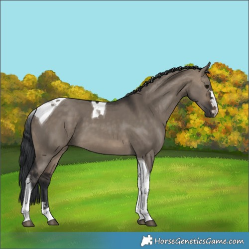 Horse Color:Brown Dun Tobiano 