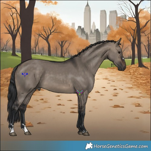 Horse Color:Brown Dun 