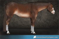 Horse Color:Liver Chestnut  and Liver Chestnut 