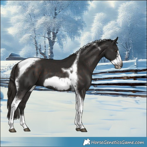 Horse Color:Liver Chestnut Tobiano Frame 