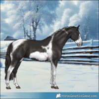 Horse Color:Liver Chestnut Tobiano Frame 