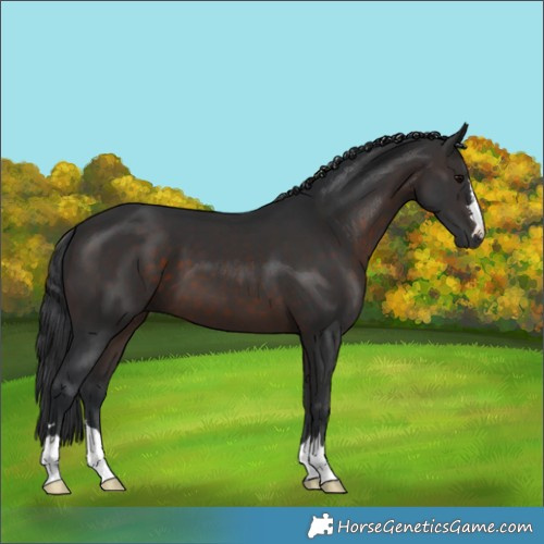 Horse Color:Brown 