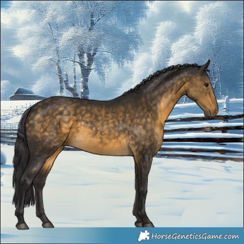 Horse Color:Buckskin 