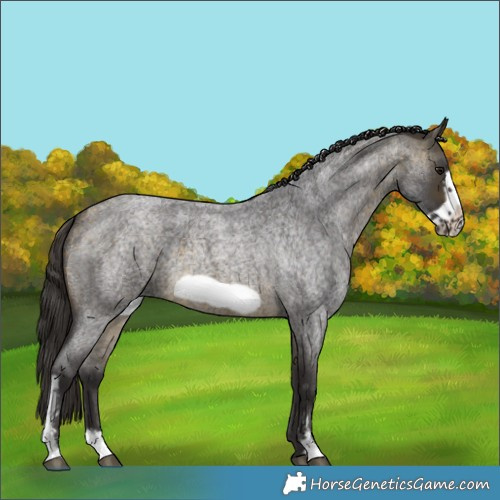 Horse Color:Buckskin Roan Sabino Frame 