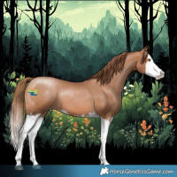 Horse Color:Bay Pearl Splash
