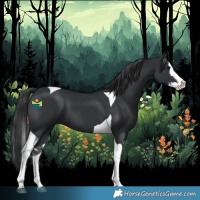 Horse Color:Black Splash Tobiano 