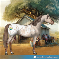 Horse Color:Red Dun Appaloosa 