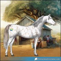 Horse Color:Red Dun Appaloosa 