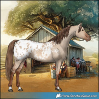 Horse Color:Red Dun Blanket 