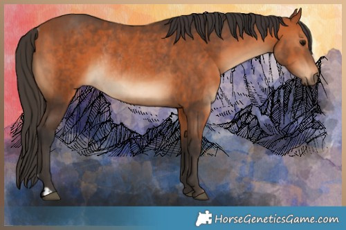 Horse Color:Bay and Bay Rabicano