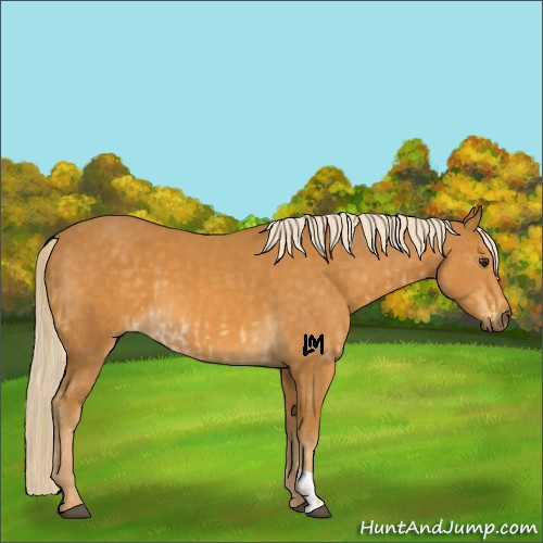 Horse Color:Palomino  and Palomino 