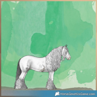 Horse Color:Black Tobiano Appaloosa 