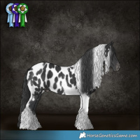 Horse Color:Black Tobiano Near Leopard 