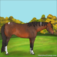 Horse Color:Bay Tobiano Rabicano 