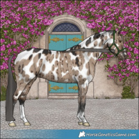 Horse Color:Liver Red Dun Appaloosa Brindle 