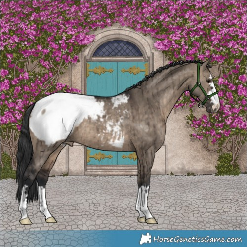 Horse Color:Brown Dun Appaloosa Brindle 