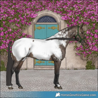 Horse Color:Brown Dun Appaloosa Brindle 
