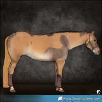 Horse Color:Bay Dun Tobiano and Chestnut