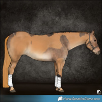 Horse Color:Bay Dun Tobiano  and Chestnut 