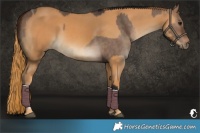 Horse Color:Bay Dun Tobiano  and Chestnut 