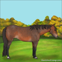 Horse Color:Bay Roan 
