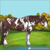 Horse Color:White Spotted Chocolate Brown Sabino Varnish 