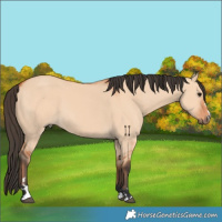 Horse Color:Bay Dun 