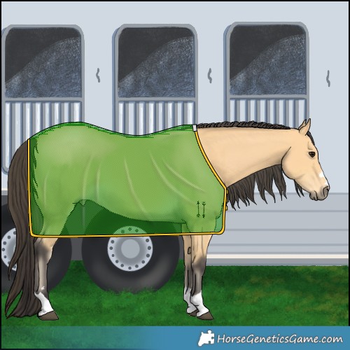 Horse Color:Buckskin 
