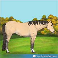 Horse Color:Buckskin 