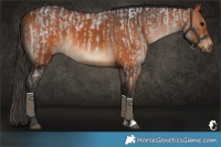 Horse Color:Blue Roan Rabicano  and Bay 