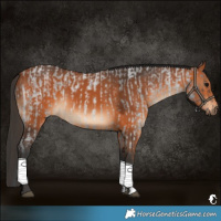 Horse Color:Blue Roan Rabicano and Bay