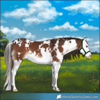 Horse Color:White Spotted Liver Chestnut Splash 
