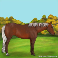 Horse Color:Silver Bay 