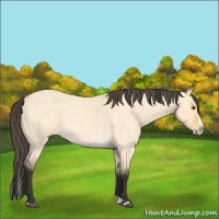 Horse Color:Buckskin Roan Dun Splash 