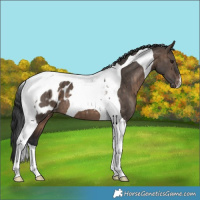 Horse Color:Brown Dun Tobiano Appaloosa Brindle