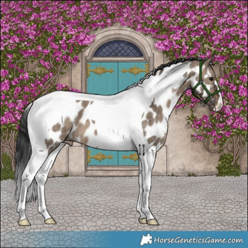 Horse Color:Brown Dun Tobiano Appaloosa Brindle 