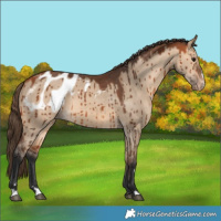 Horse Color:Bay Dun Appaloosa Brindle 