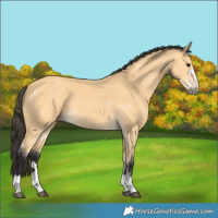 Horse Color:Buckskin 