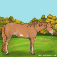 Horse Color:Chestnut Frame 