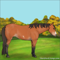 Horse Color:Bay Frame 