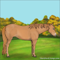Horse Color:Chestnut Frame 