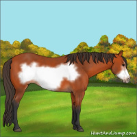 Horse Color:Bay Frame 