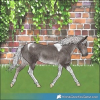 Horse Color:Platinum Chocolate Palomino Tobiano Rabicano