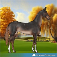 Horse Color:Liver Chestnut Tobiano Rabicano 