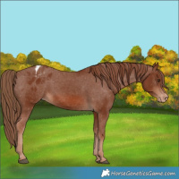 Horse Color:Chestnut Blanket Rabicano 