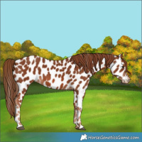 Horse Color:Chestnut Appaloosa 