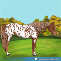 Horse Color:Chestnut Near Leopard 