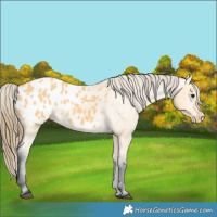 Horse Color:Buckskin Appaloosa 